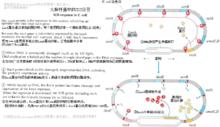 大腸桿菌中的SOS應答