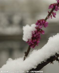 映雪