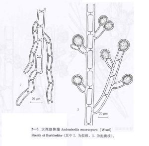 大孢旋體藻