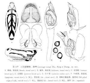 王氏銀鱗蛛