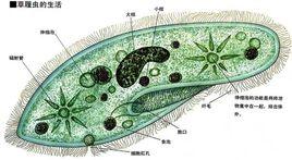 纖毛綱