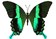 綠色唯美荷馬鳳蝶