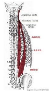 腰髂肋肌