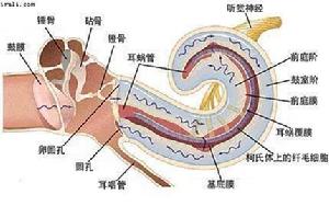 耳蝸微音器效應