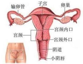 宮頸柱狀上皮異位