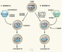 基因修補技術