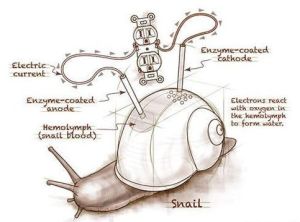 蝸牛電池