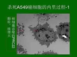 癌細胞的發電廠爆炸了，好細胞的發電廠大量發電，細胞分裂。