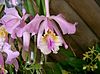 Cattleya mossiae2.jpg