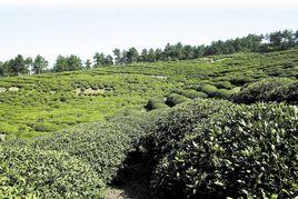 楊家河村[安徽省霍山縣太陽鄉楊家河村]