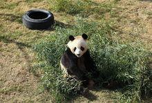 大豐港動物園大熊貓館2高清組圖