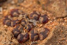 肉錐花屬 蝴蝶勳章：Conophytum pellucidum v. terricolor