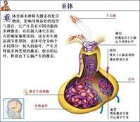 腦下垂體