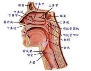 黴菌性鼻炎症