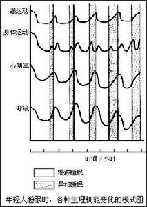 異相睡眠與慢波睡眠