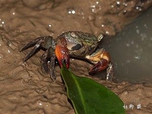 （圖）雙齒相手蟹