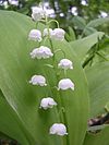 Convallaria-oliv-r2.jpg