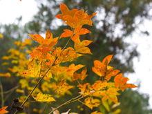 巴岳山紅葉