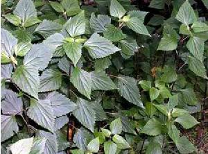 可怕的綠，紫莖澤蘭（Eupatorium coelestinum L.）屬菊科，澤蘭屬