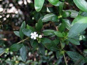 白馬骨植物形態圖