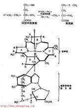 維生素B1結構圖