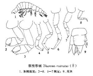 額枝形戎