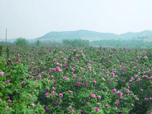 平陰玫瑰甲天下 平陰玫瑰園