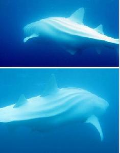 白鯨鯊