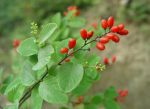 毛背銳齒鼠李（變種）