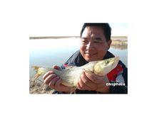 西藏裸鯉魚的各種圖片