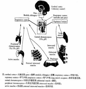 補吸氣量