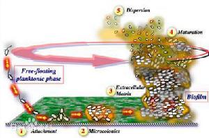 生物膜[附著某些固體表面的微生物]