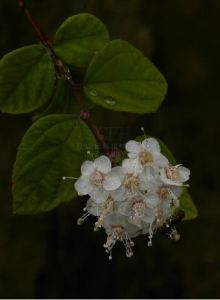 川滇繡線菊