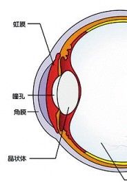 眼結膜