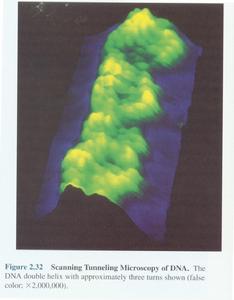掃描隧道顯微鏡拍下的dna