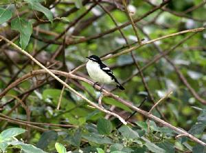 白眉鳴鵑鵙