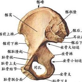 髂後上棘[部位名]
