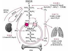 混合性酸鹼中毒