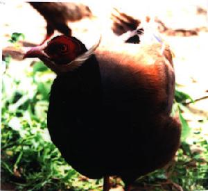 蟒頭山國家森林公園 動物