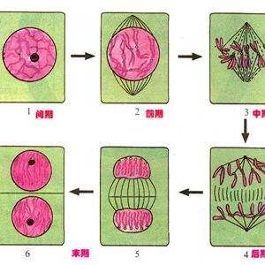 合成後分裂間期