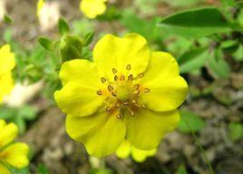 金露梅[薔薇科委陵菜屬植物]