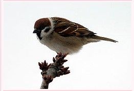 麻雀[文鳥科麻雀屬鳥類通稱]