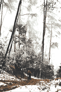 重慶縉雲山