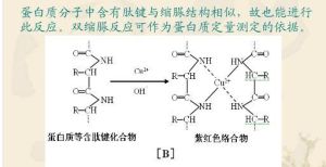 雙縮脲反應