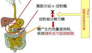 phase2 如何作用