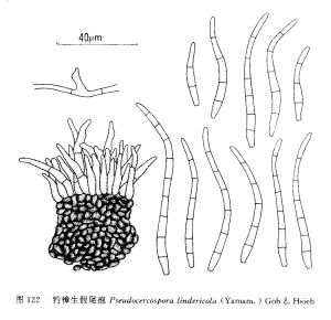 釣樟生假尾孢