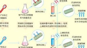 放射性同位素