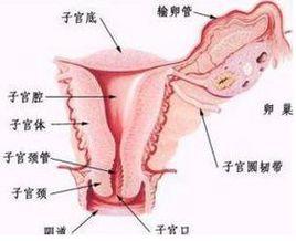 先天性卵巢發育不全症