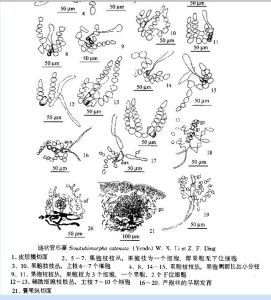 鏈狀管形藻