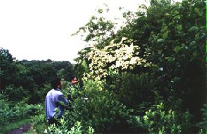 圭山國家森林公園